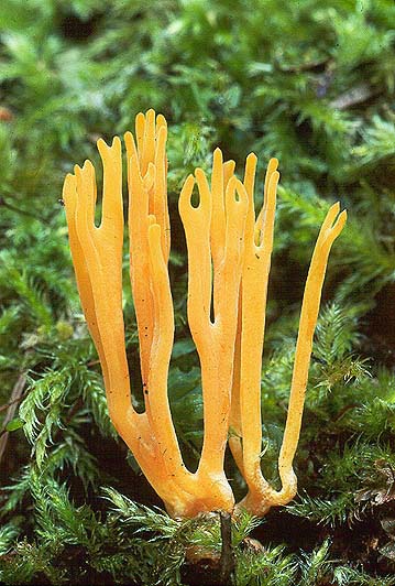 Calocera viscosa